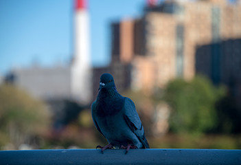 Blue City Bird