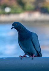 Blue Bird Watching