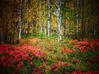 couleur automnale en forêt