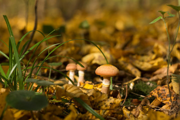 Armillaria mellea (honey fungus) -autumn edible mushrooms grow in the forest, background, close-up. Fall concept