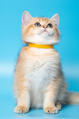 Cute British Longhair cat