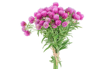 Clover or trefoil flower medicinal herbs isolated on white background