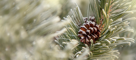 Close up of a frost covered pine cone and pine needles, winter background