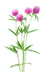 Clover or trefoil flower medicinal herbs isolated on white background