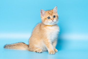 Cute British Longhair cat