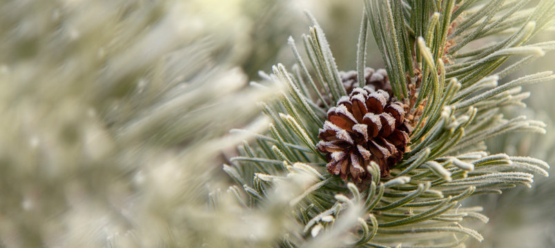 Close up of a frost covered pine cone and pine needles, winter background - Powered by Adobe