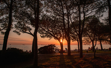 Fototapeta na wymiar sunset in the park sun on a tree