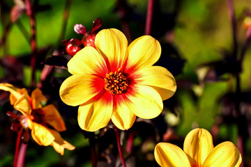Flower of the dahlia Sunshine in late summer and autumn