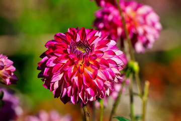 Flower of the dahlia Anne-Sophie in late summer and autumn