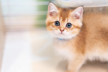 Cute British Longhair cat