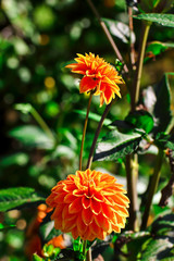Flower of the dahlia Wigo Super in late summer and autumn