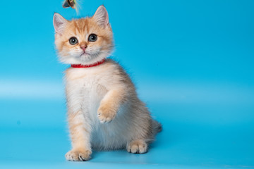 Cute British Longhair cat