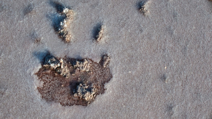 Salt lake Crimea autumn. autumn in the Crimea. Salt and texture. Salt crystal.