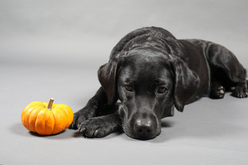 Labrador mit einem Kürbis