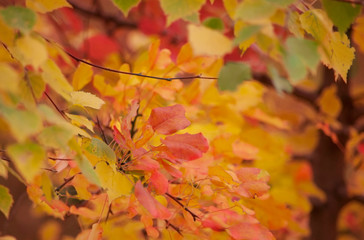 Colorful  autumn leaves grow on a tree outdoors on an autumn cloudy day