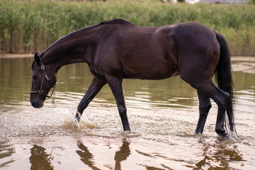 Close-up of a dark horse drinks water from a lake. Horse ride
