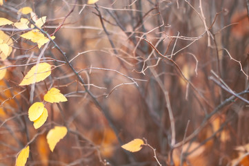 Leafless bushes of  trees with a lone leaf grows on the street in autumn in cloudy weather.