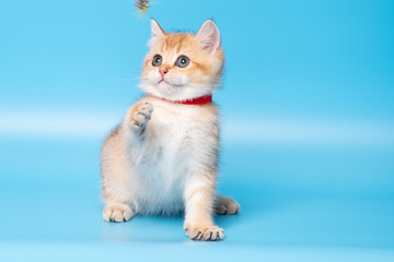 Cute British Longhair cat