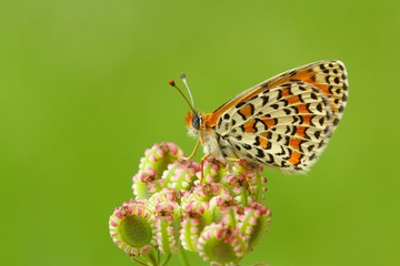 Melitaea trivia 679