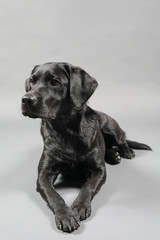 Labrador im Studio vor einer grauen Wand