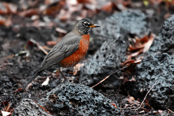 Gorgeous Female American Robin (Turdus Migratorius) foraging for food