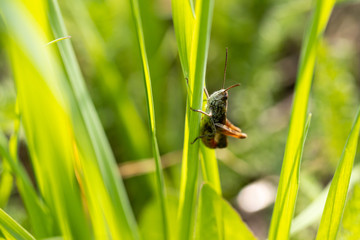 Ensifera in the grass