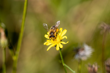 Bee on yellow flower