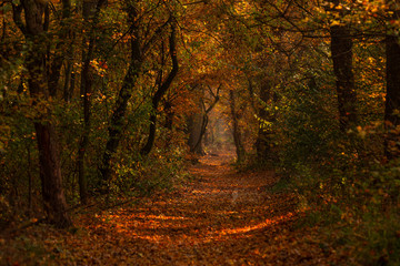 Magical autumn forest