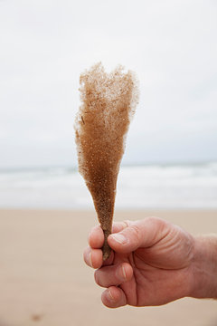 An anonymous man's hand holds delicate seaweed / sea plant at the beach