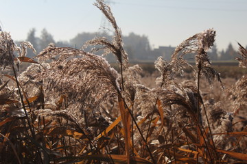 field