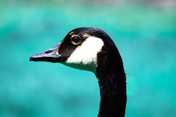 Closeup Portrait of Canadian Goose
