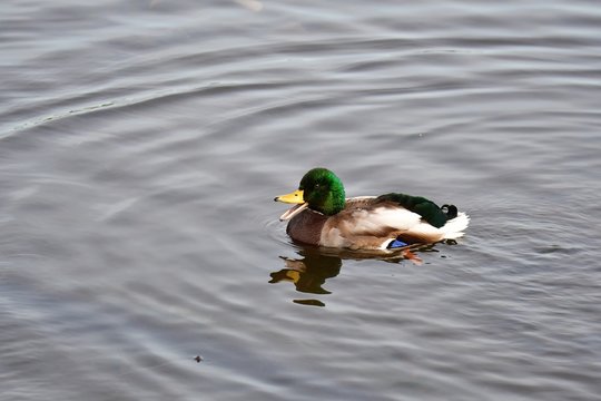 A photo of male mallard duck opening his beak wide.    Vancouver BC Canada