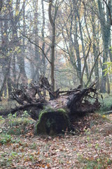 Obraz premium tree in the forest