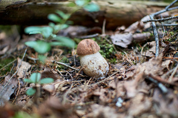 mushrooms in the autumn forest growing in moss closeup with blurry background