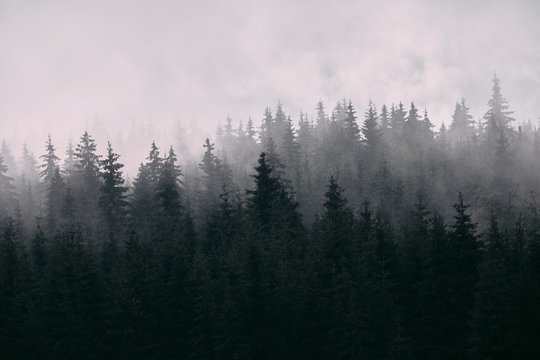 Pine forest in mist
