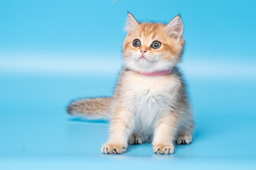 Cute British Longhair cat