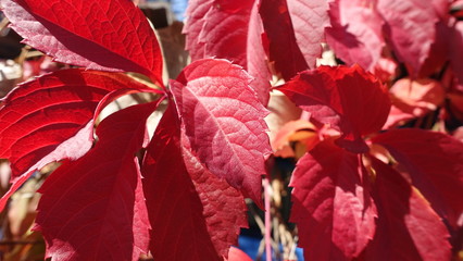  Leaves of a bush in the fall. Bright autumn background for design. Colors of autumn