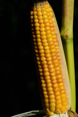 A golden yellow corncob at the corn plant in front of dark background in autumn