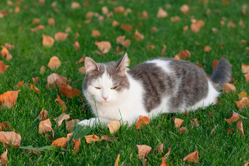 A beautiful fluffy cat lies on a lawn among dry autumn leaves in  nature in fine weather and squinted her eyes from the bright sun