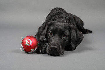 Labrador mit Weihnachtsmütze und Weihnachsbaumkugeln