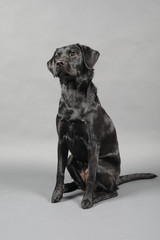 Labrador im Studio vor einer grauen Wand