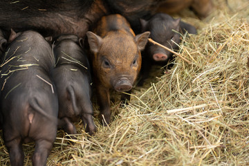 Brood of mini pigs. Many little piglets are feeding and one is going off. © Vladyslav Siaber