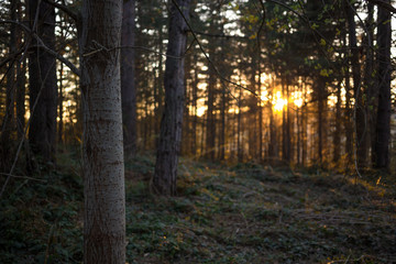 Obraz premium Autumn pine woods. Beautiful nature. Road through the forest. Vlasina lake