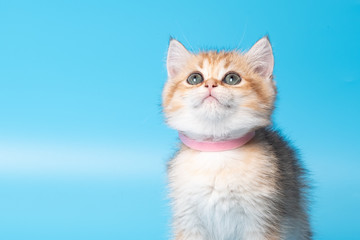 Cute British Longhair cat