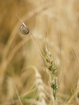 Spelt