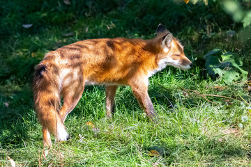 A red fox standing in the grass, portrait