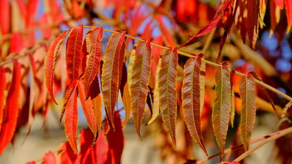  Leaves of a bush in the fall. Bright autumn background for design. Colors of autumn