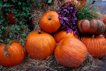 a lot of big autumn pumpkins with flowers in the park