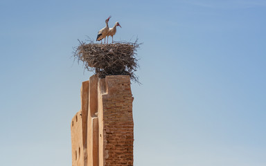Stork nest in Marrakech, Morocco