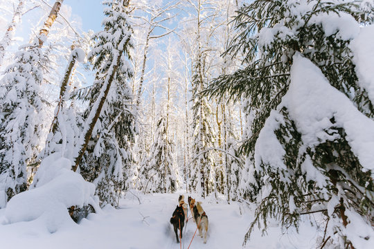 Harnessed huskies in winter fores